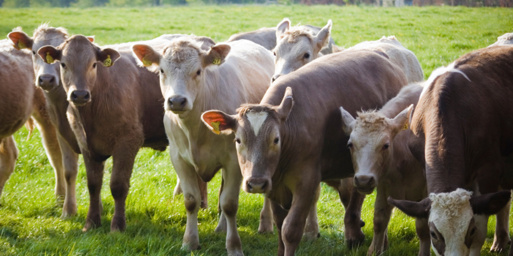 Combustoleo Ganaderia