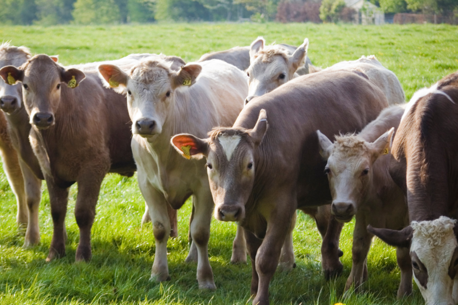 Combustoleo Ganaderia